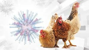 Influenza Aviar