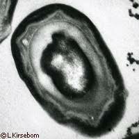 Proceso de esporulación