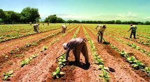 Programa de Inversiones Públicas para el Desarrollo Rural (PIDER)
