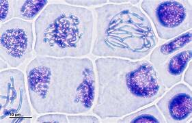 Discover of chromosomes and mitosis