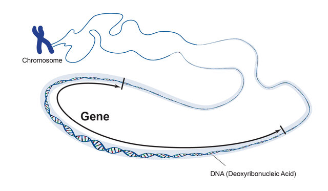 First use of the word GENE