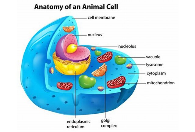 Células Robert Hooke