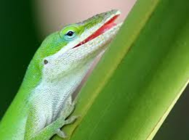 My pet lizared name Max died.