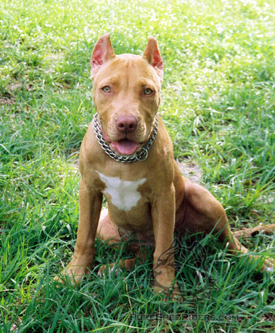 We got our second dog name Tessa.