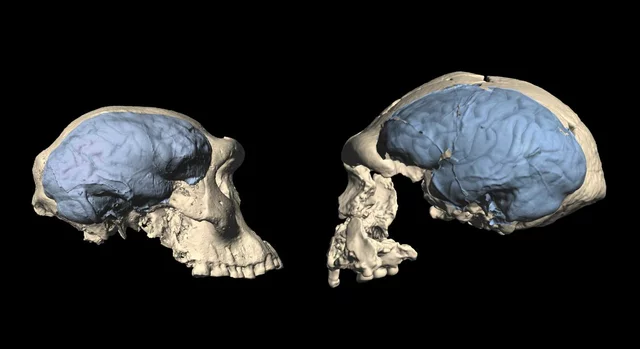 2,5 millones de años Cerebro de los primeros hombres y mujeres