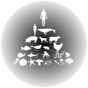 100.000 años El hombre salto a la cima de la cadena alimenticia