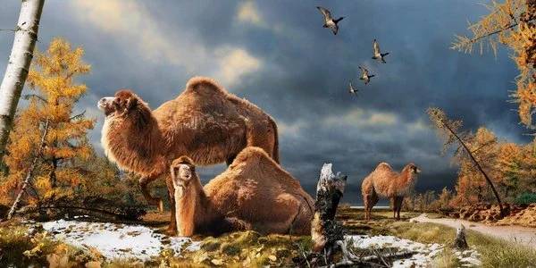 3.500 a.C. Domesticación de los camellos y los anacardos
