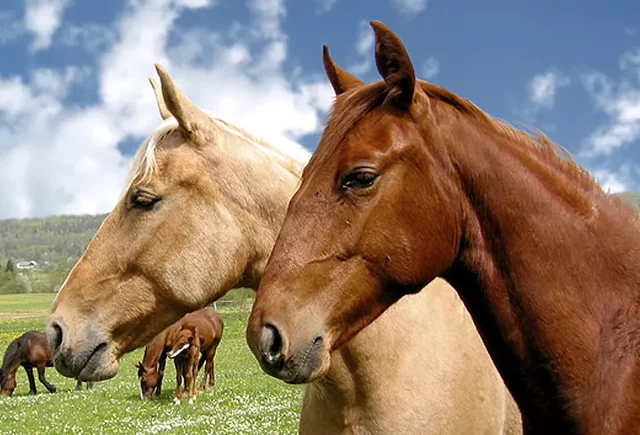 1492 No habían caballos en América
