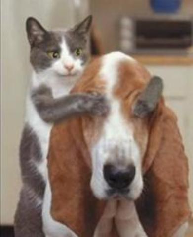 Σαν το σκύλο με τη γάτα