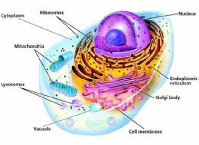 Discovery of the cell parts