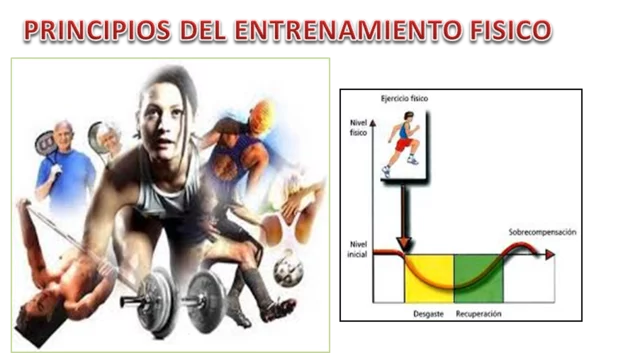 Determina los principios generales del entrenamiento