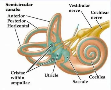 The Vestibular system