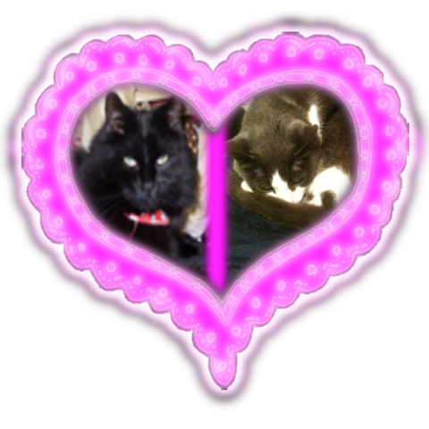 Mi familia y yo recibimos a gato