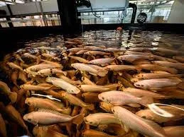 Primera granja de peces comercial