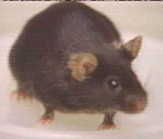 Scientists in Hawaii Successfully clone over 50 mice