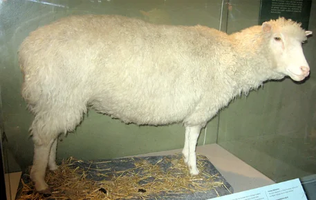 A sheep was cloned in 1997