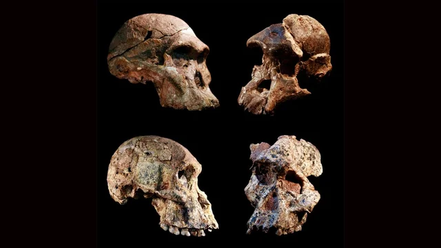 The first human fossil was found