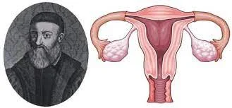 Gabriele Fallopius