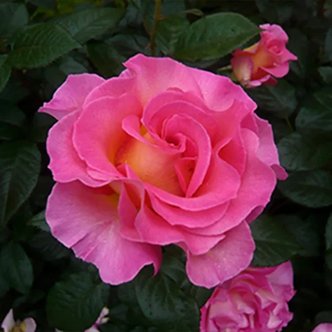 A Rose Named After her