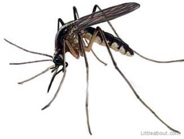 Mosquitoes Attack