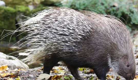 Brian gets attacked by a porcupine.
