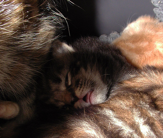 Joep is vergeven en heet nu Bodhi.