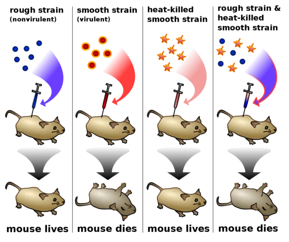 Bacterial Transformation