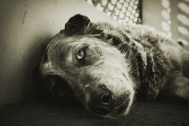 Candy Allows Carlson to Shoot His Dog