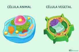 La célula eucariota
