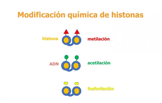 Modificación de las histonas