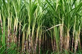Mid 1500’s The first sugarcane farms were established.