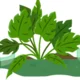 Logo de ecocruz