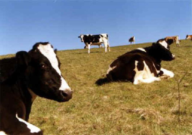 Sam Accused of Stealing Cattle