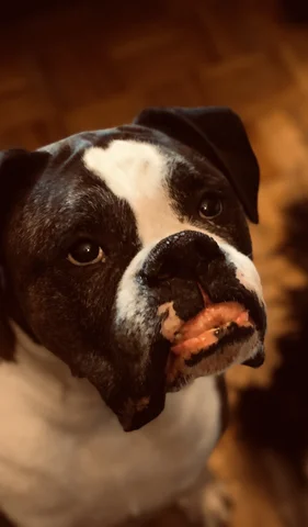 Mon chien Boudha