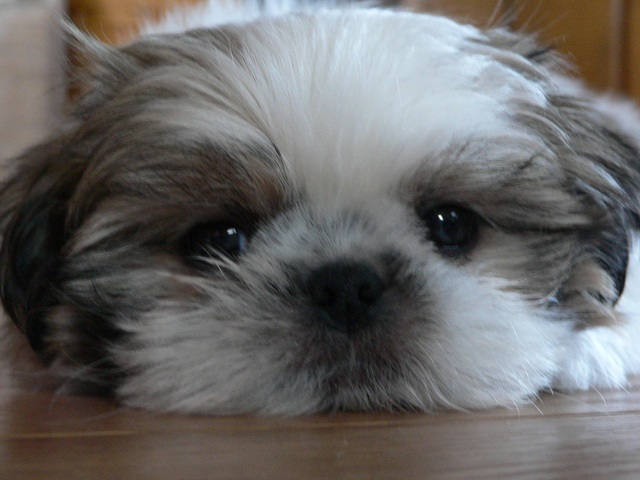 Hace seis años que recibí a Mason.