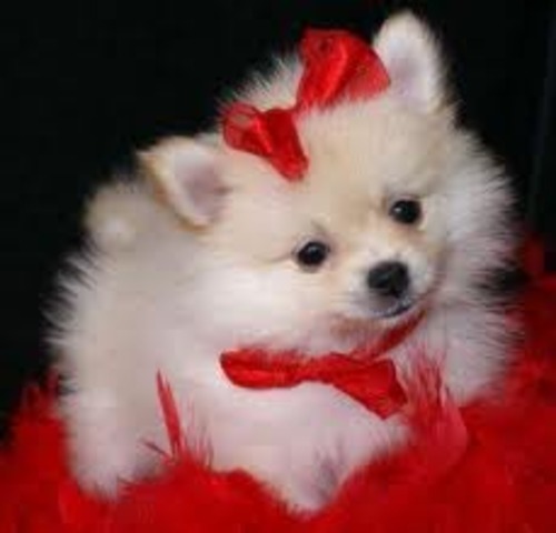 Get a pomeranian puppy