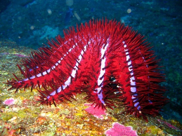 Crown of Thorns Starfish Outbreak