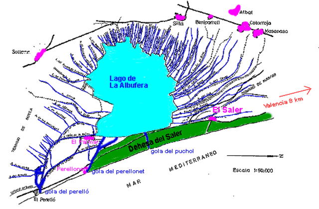 Desde 1986 la Devesa forma parte del Parque Natural de la Albufera