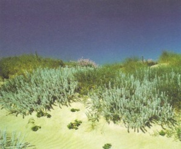 Dunas a los dos años de restauración