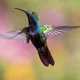 Hummingbird 1854225 1280