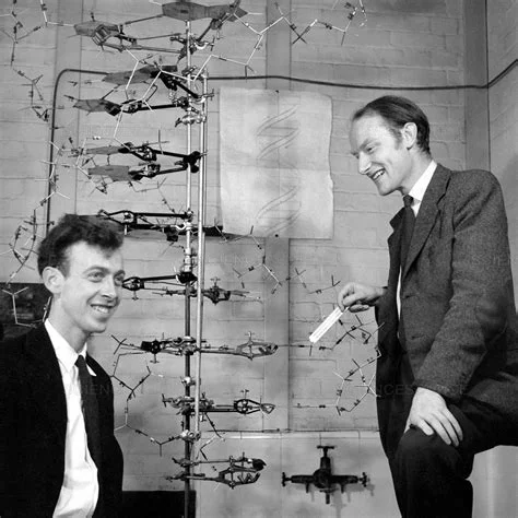 Découverte de la structure de l'ADN