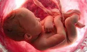 Empieza a escuchar desde el vientre materno