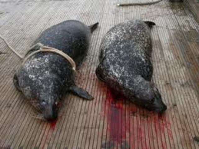 Seal Slaughter Halted In Orkney Islands