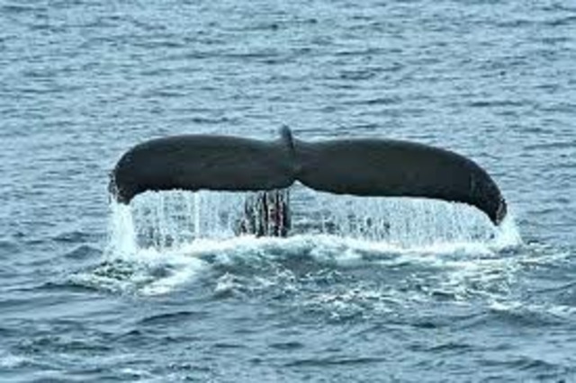 Whaling Moratorium By International Whaling Commission