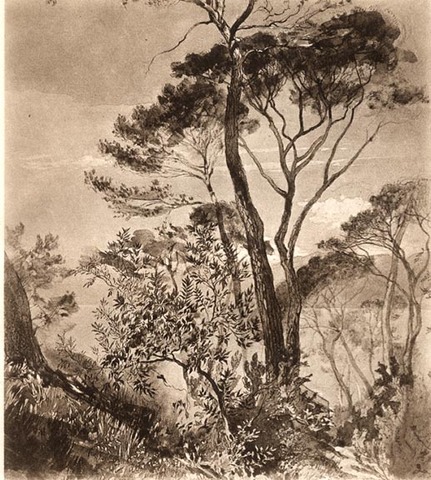 Study of Stone Pine at Sestri