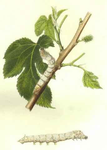 Pasteur's Silkworms