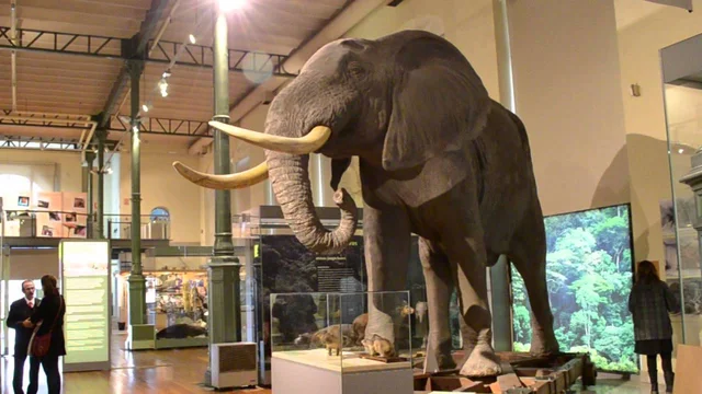 El Museo  Ciencias Naturales