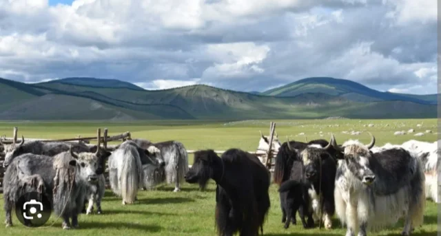 MONGOLIA