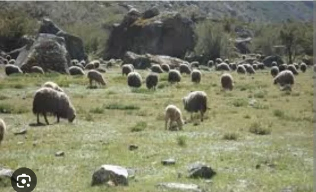 PERU