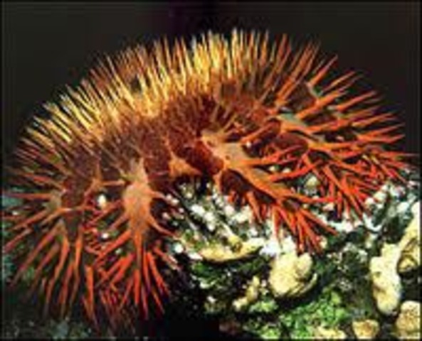 Crown-of-thorns starfish